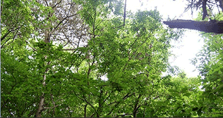 호룡곡산 산림욕장