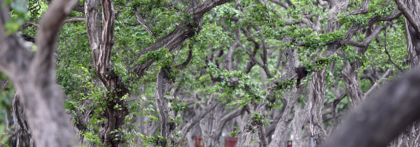 십리포 소사나무군락지
